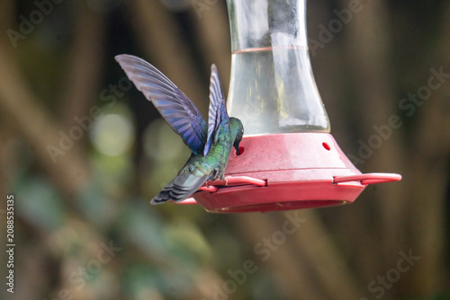Sparkling violetear (Colibri coruscans) hummingbird at a hummingbird feeder in the Antisana Ecological Reserve, Ecuador