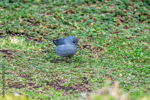 Plumbeous sierra finch (Phrygilus unicolor) in the grass, in the Antisana Ecological Reserve, Ecuador