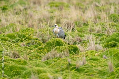 Andean ibis (Theristicus branickii) in the paramo, in the Antisana Ecological Reserve, Ecuador