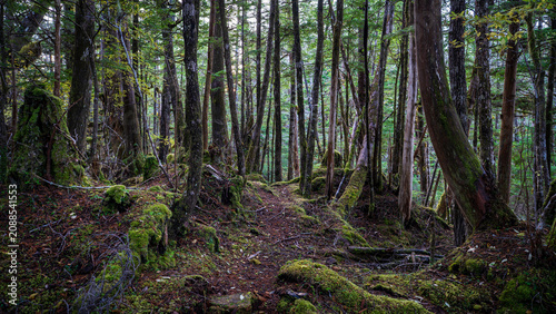 Εκτύπωση καμβά Wild Rainforest On The Alaskan Coast