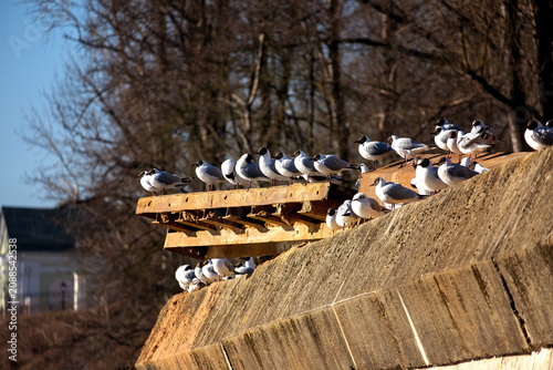 Seagulls perch on weathered wooden beams atop a stone wall
