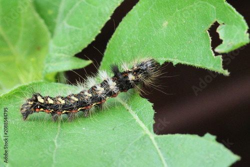 Knot grass moth caterpillar (Acronicta rumicis)