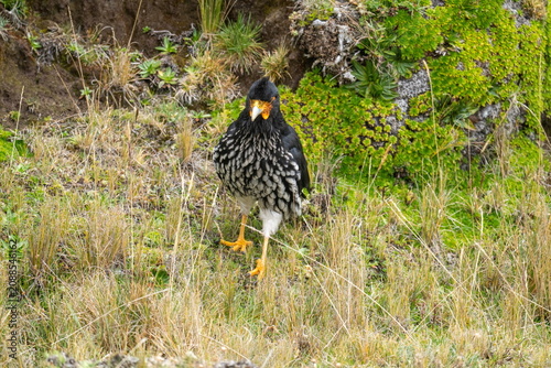 Carunculated caracara (Phalcoboenus carunculatus) in the Antisana Ecological Reserve, Ecuador