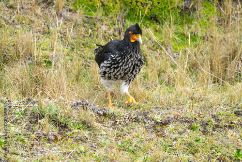 Carunculated caracara (Phalcoboenus carunculatus) in the Antisana Ecological Reserve, Ecuador