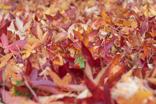 A dense carpet of fallen autumn leaves, showcasing a rich tapestry of red, orange, and yellow hues that evoke the quintessential spirit of the season