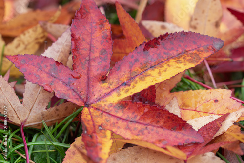 A vibrant collection of fallen autumn leaves, showcasing a tapestry of deep reds, oranges, and yellows, rests upon a patch of green grass, illustrating the seasonal transition into late autumn
