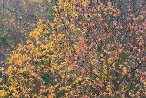 A vibrant, dense collection of maple trees in the midst of autumn, their leaves displaying a brilliant transition from golden yellow to fiery crimson hues