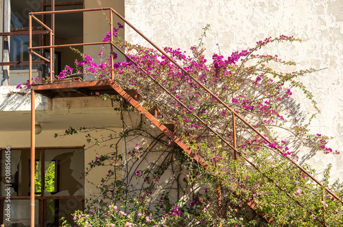 Cuadro en lienzo An abandoned overgrown hotel braided with beautiful flowering plants
