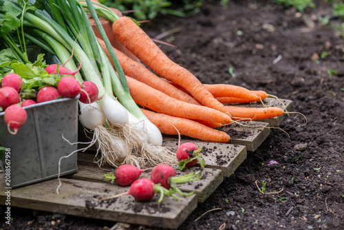 Bunch of organic carrots, oinions and radish harvest in garden and placed on ...