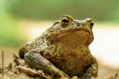 Принти на полотні Portrait of a common toad sitting on the ground looking at the camera low angle shot