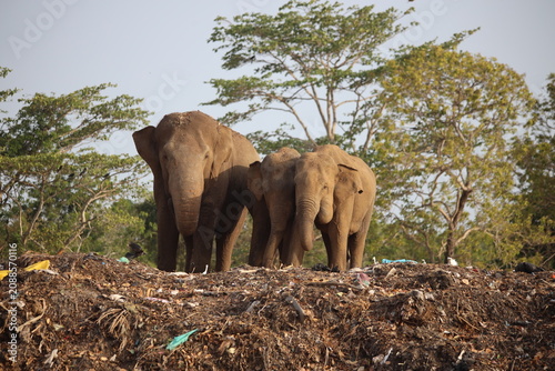 Принти на полотні Elephants forage for food amidst a massive pile of discarded plastic waste and debris in a polluted natural habitat