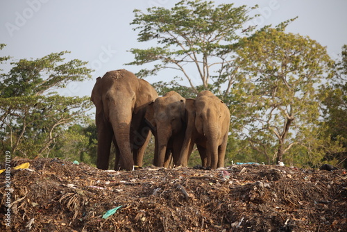 Photography Elephants walk across a landscape covered in discarded materials as they navigate their shrinking natural habitat