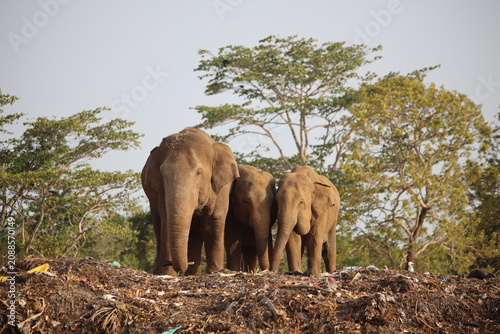 Foto Elephants stand amidst piles of human refuse as they attempt to scavenge for food in a destroyed forest