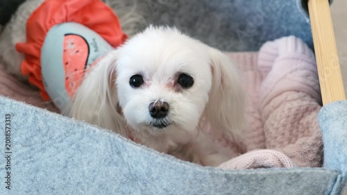 White Dog in Clothing Sitting in Gray Box Looking at Camera. Pet Minimalism, Candid Animal Portrait.