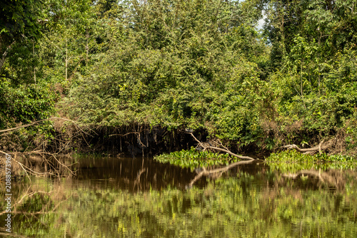 Tree reflection in the water in Pantanal Wetlands, Brazil	