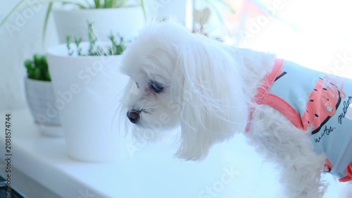 Small White Dog in Clothing Standing on White Windowsill Looking Down. Pet Minimalism, Urban Pet Scene.