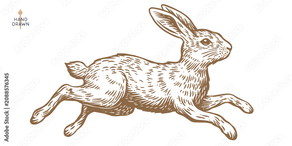 Fototapeta premium Hare, rabbit sketch. Vintage retro print, black white wild hare, rabbit drawing, sketch ink pencil draw, engrave old school style. Sketch artwork silhouette wild hare rabbit. Vector Illustration