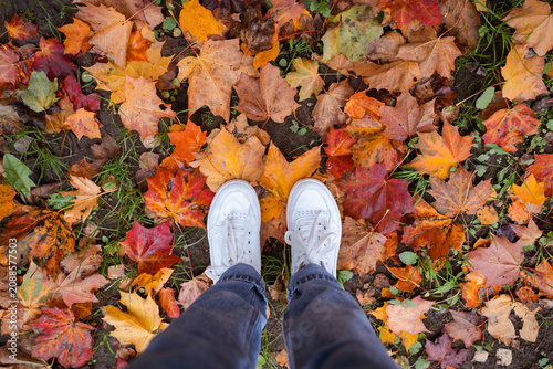 Принти на полотні Point of view of white sneakers standing on colorful fallen autumn leaves, seaso