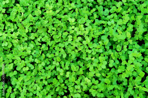 green leaves background