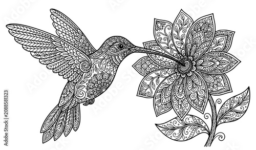 Obraz na plátně Ornamental hummingbird hovering beside blooming flower detailed floral line art