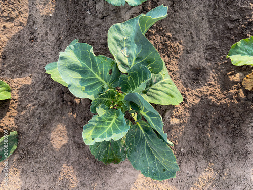 фотографія green cabbage in the garden, sunny day, home farm, homegrown vegetables