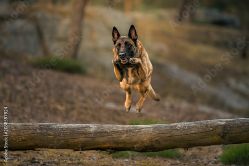 Fotografie Belgian Shepherd Malinois photoshoot in the forest at sunset