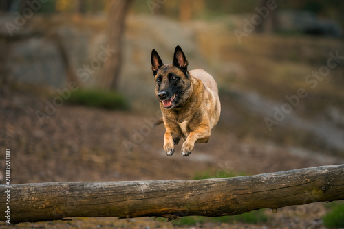 Φωτογραφία Belgian Shepherd Malinois photoshoot in the forest at sunset