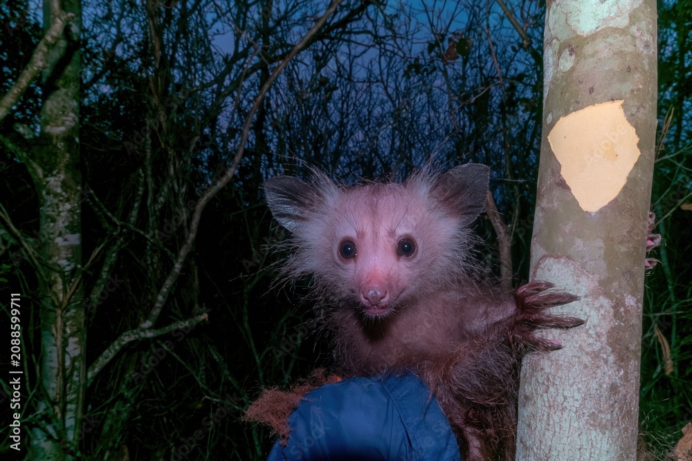 Fototapeta premium Rare aye-aye lemur with large ears and round eyes clinging to a tree at night, featuring coarse matted fur and long claws for nocturnal wildlife studies