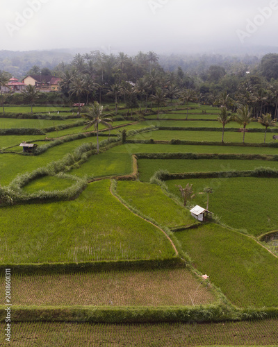 Aerial View of Green Rice Paddies and Palm Trees in Lombok, Indonesia
