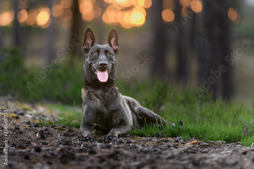 Fotografía Dutch Shepherd photoshoot in the forest at sunset