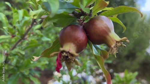 Pomegranate fruit growing on tree branches during late spring in a garden