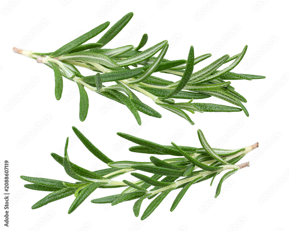 Fototapeta premium Fresh rosemary sprig isolated on white background