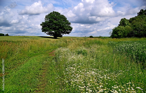 green field and sky