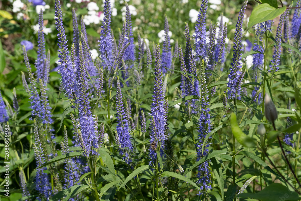 Fototapeta premium Veronica in garden