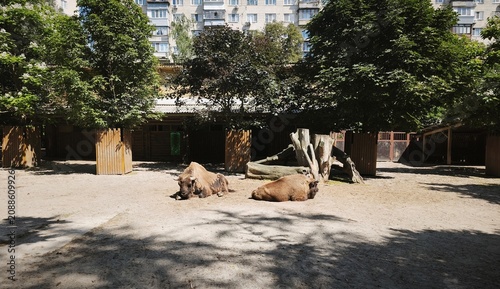 Two bisons resting in a city zoo paddock