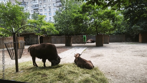 A large bison stands eating fresh green grass, while another lies on the ground in a spacious zoo enclosure