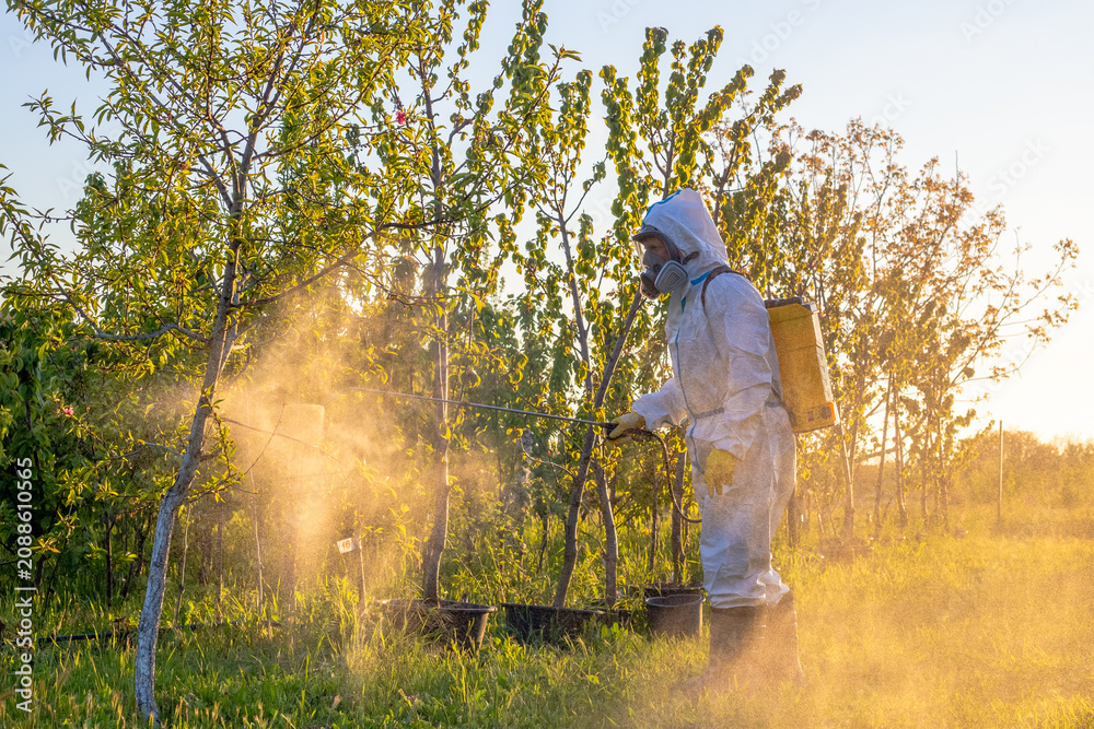 Naklejka premium A gardener in a white protective suit spraying chemicals on fruit trees at sunset. agricultural pest control, farm orchard maintenance, gardening labor.