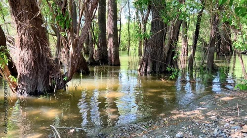 Flooded forest with tree trunks standing in murky lake water surrounded by lush green summer foliage