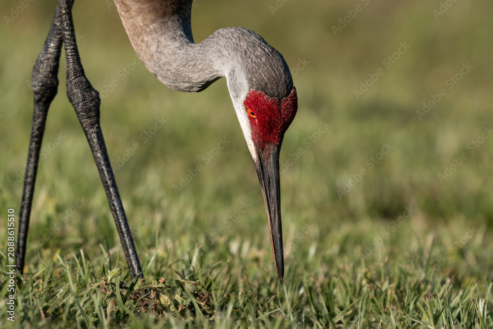 Fototapeta premium Sandhill Crane Foraging in Grass at Orlando Wetlands