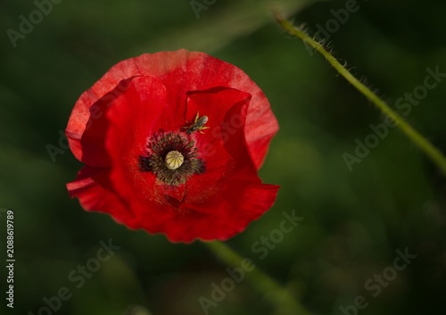 rote Mohnblume