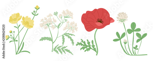 Illustration of four distinct wildflowers including yellow buttercups, white flowers, a red poppy, and green clover with detailed leaves and stems on a white background