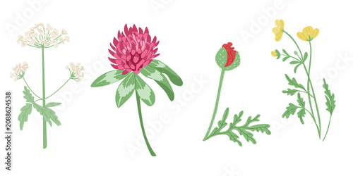 Illustration of four distinct flower types including white coriander, red clover, red poppy bud, and yellow buttercup with green leaves on a white background