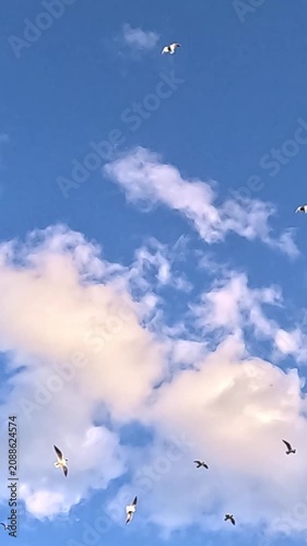 A flock of gull birds soars across a bright blue sky with white clouds in daylight, flying and continuously scattering in a loose formation from left to right on a summer day.
