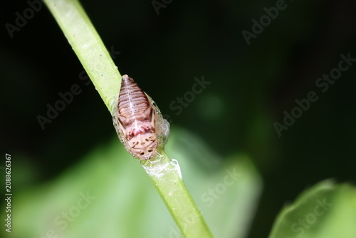 Spittlebug nymph
