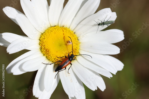 Black-striped Longhorn Beetle (Stenurella melanura)