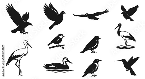 Various birds are illustrated in different poses and flying.