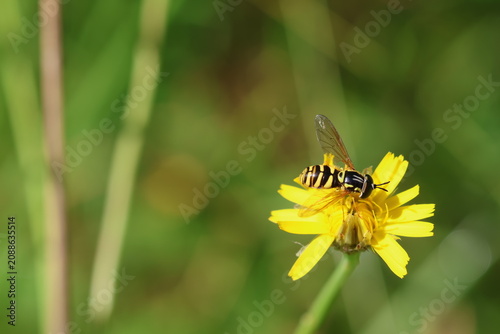 Hoverfly on a yellow flower