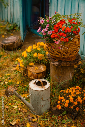 Rustic autumn garden with vintage watering can, basket of chrysanthemums and fallen leaves