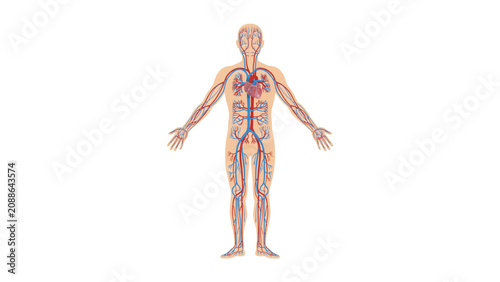 Tableau sur toile Human body anatomy illustration with circulatory and nervous system highlighted