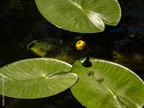 Fotografía yellow water lily flower on the lake